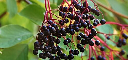 3 types of plants with red berries