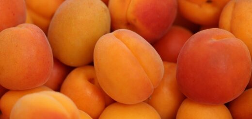 Are apricots healthy