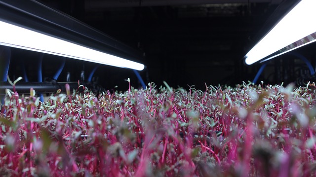 What are microgreens