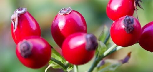 How to store rose hips