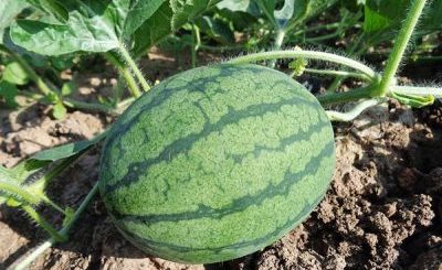 How to Grow a Watermelon
