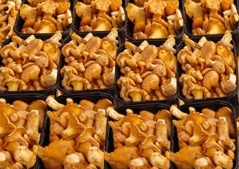 How to store chanterelles