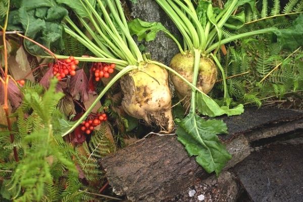 8 Benefits of Sugar Beet You Haven't Heard of