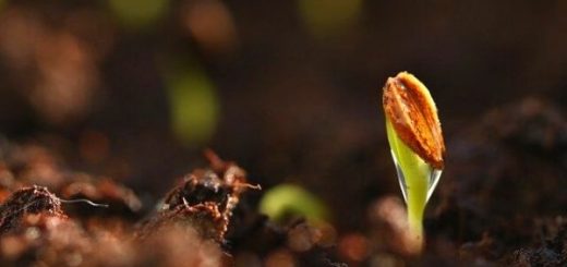 What is a Seed? How to Germinate and Plant