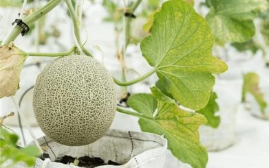 When can we grow a melon