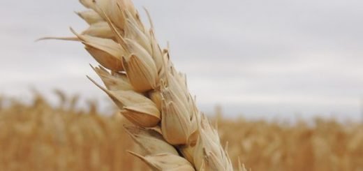 What is Siyez Wheat