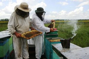 how honey is collected 
