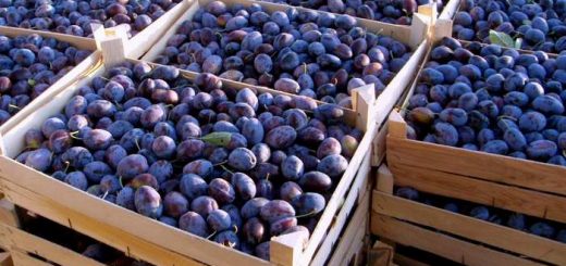 How to store plums