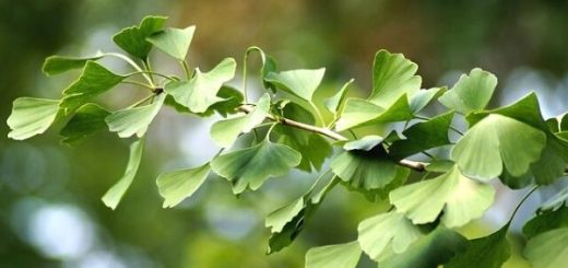 Important Benefits of Temple Tree Leaf