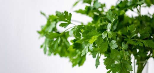 Do you know how to treat freckles with coriander effectively?