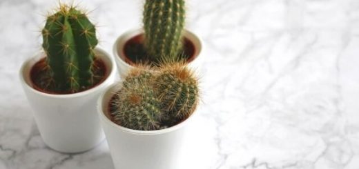 How Should Cactus Soil Be