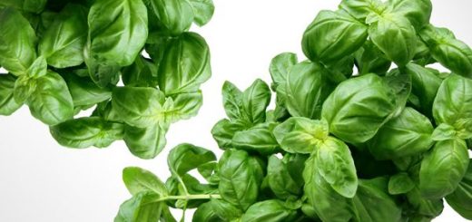 What Is Basil