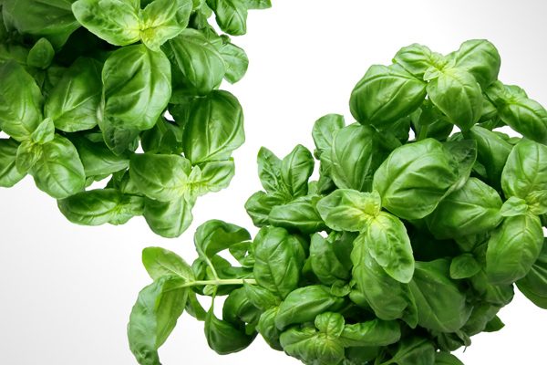 What Is Basil