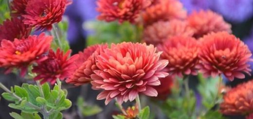 How to Care for Chrysanthemum (Chrysanthemum) Flower
