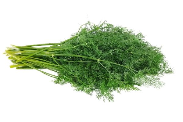 Benefits of Dill