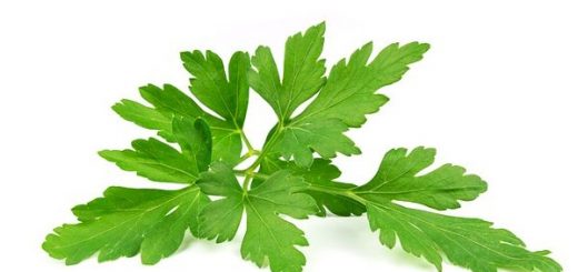 Nutritional Value of Parsley