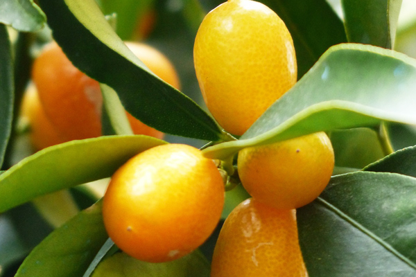 Benefits of Kumquat