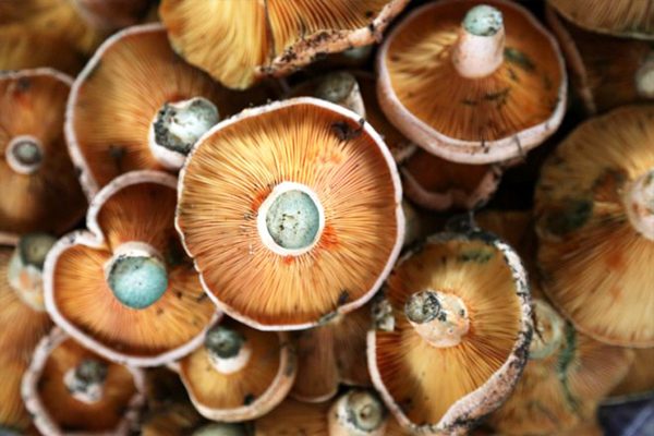 Sycamore Mushroom