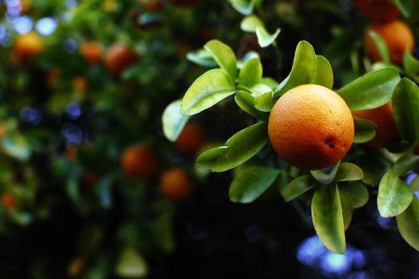 What is Citrus Fruit