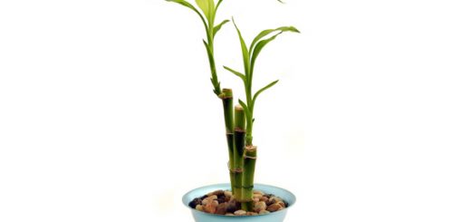 How to Grow Bamboo at Home
