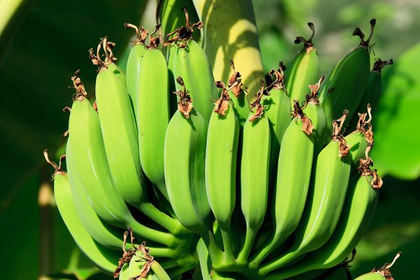 How to Grow Bananas