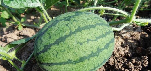 How to plant watermelon?