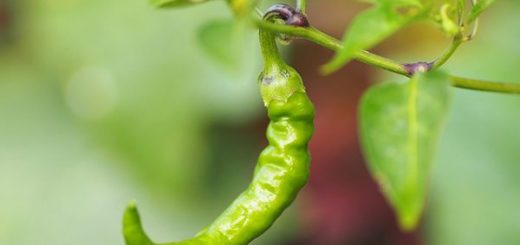 How to Grow Pepper