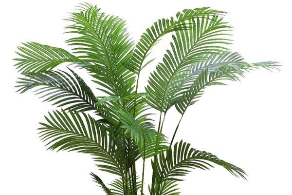 Areka Palm