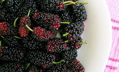 Black Mulberry Syrup