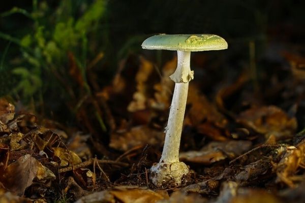Nomad Mushroom