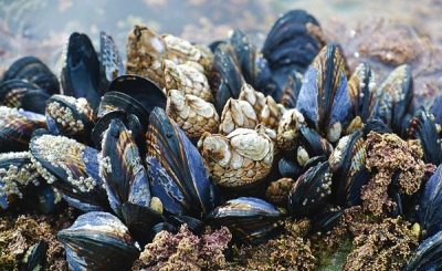 What are Mussels
