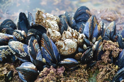 What are Mussels