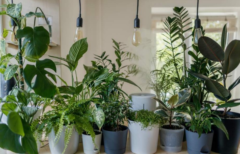 Indoor garden