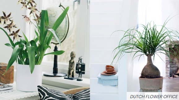 How to choose the right indoor plants