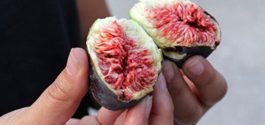 Benefits of figs