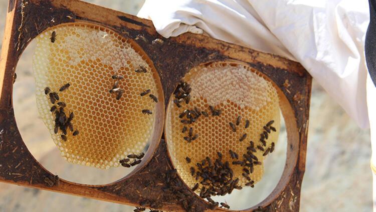 Climate change affected the flora, beekeepers