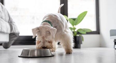 How Raw Food Can Benefit Your Canine