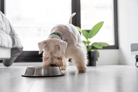 How Raw Food Can Benefit Your Canine