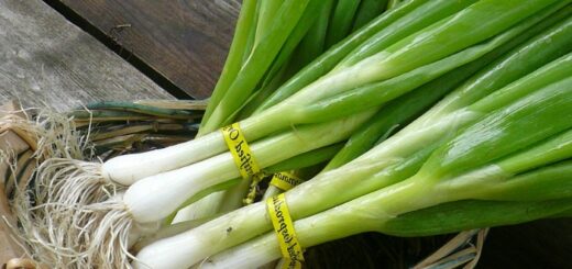 How to freeze Green Onions