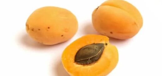Are apricots healthy