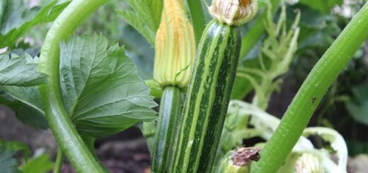 Difference between Zucchini and Cucumber