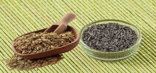 Difference between caraway and anise