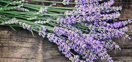 Benefits of Lavender Flower