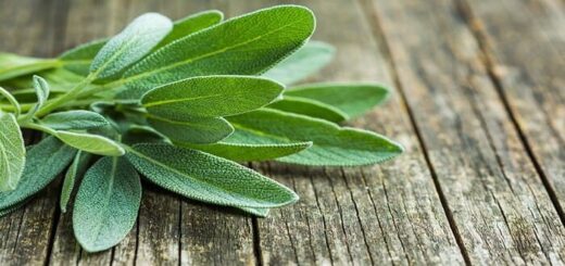 Benefits of Sage for Women