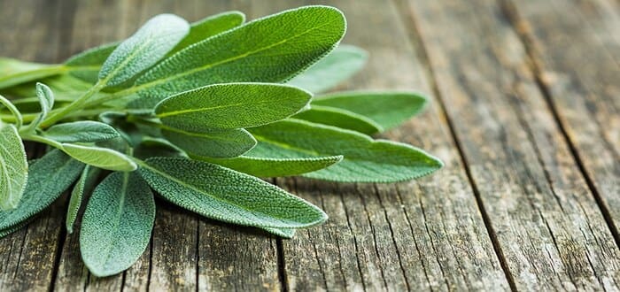 Benefits of Sage for Women