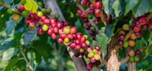 How Does Coffee Grow