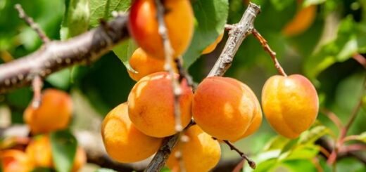 How to Grow Apricots