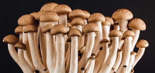 Can You Smoke Magic Mushrooms