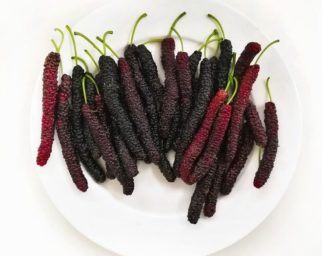 Pakistan Mulberry: A Delicious and Nutritious Fruit - Foods Trend