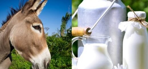 Benefits of Donkey Milk